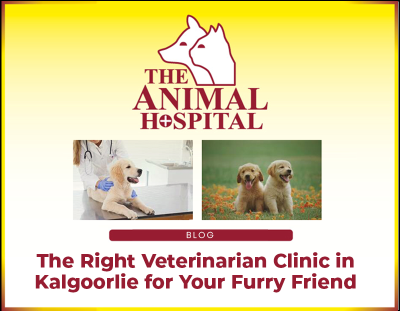 The Animal Hospital: The Right Veterinarian Clinic in Kalgoorlie for Your Furry Friend